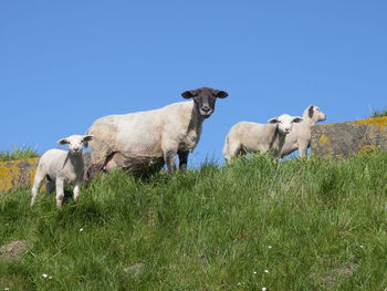 Horses grazing on grassy field against clear sky