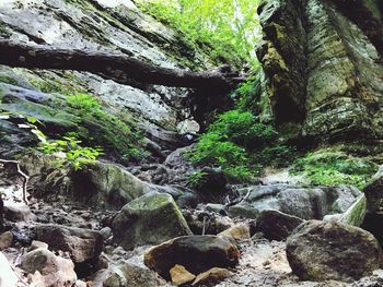 Scenic view of waterfall in forest