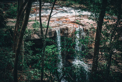Plants and trees in forest