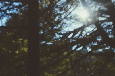 Low angle view of trees in forest