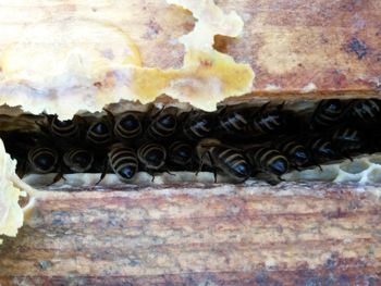 Close-up of bread