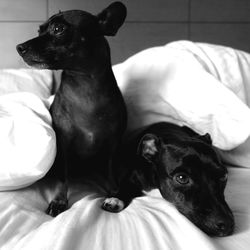 Dogs relaxing on bed at home