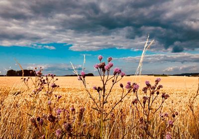 Scenic view of flowering plants on field against sky