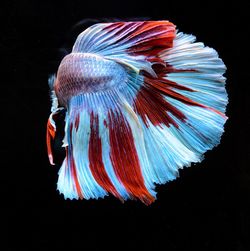Close-up of fish underwater