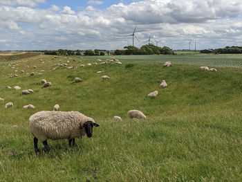 View of sheep grazing on field in front of windmills