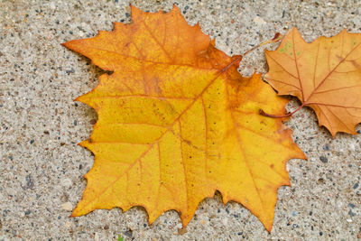 Close-up of yellow maple leaves on road