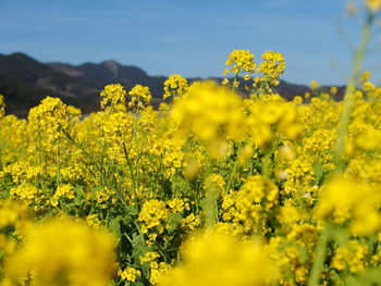 Yellow flowering plants on field