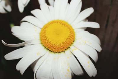 Close-up of white flower blooming outdoors