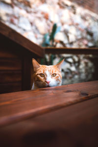 Portrait of cat sitting on wood