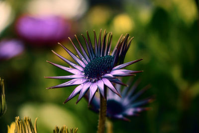 Close-up of purple flower