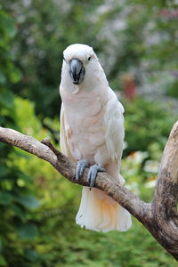 Close-up of cockatoo perching on branch