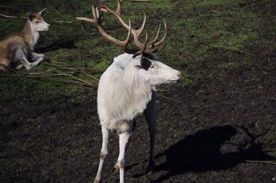 Deer standing on field