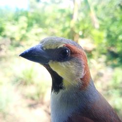 Close-up of bird perching outdoors