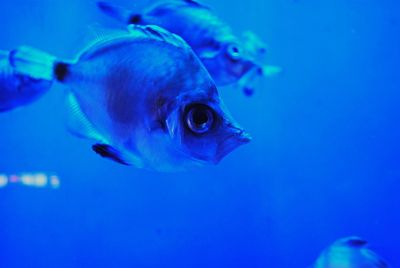 Close-up of fish underwater