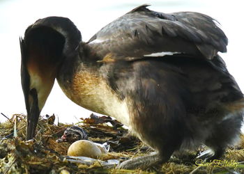 Close-up of eagle