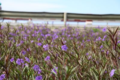 Close-up of purple crocus flowers growing on field