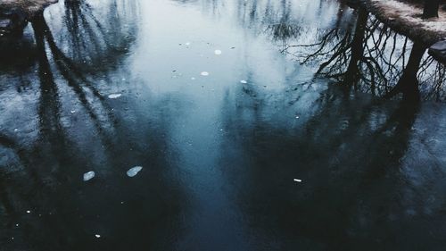 Reflection of trees in water