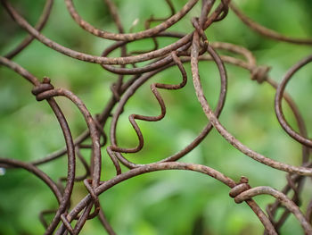 Low angle view of chainlink fence on tree