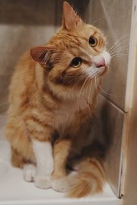 Close-up of a cat looking away