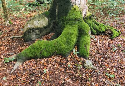 Moss growing on tree trunk