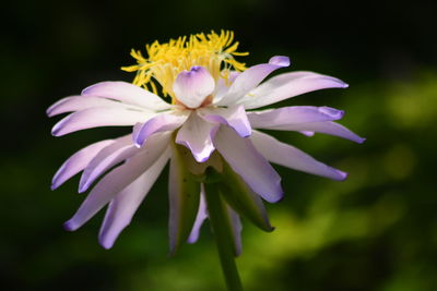 Close-up of purple flowering plant