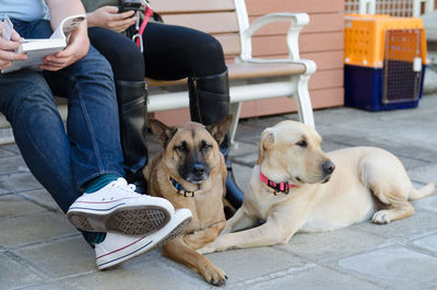 Low section of man and woman sitting at dog