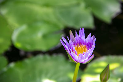 Close-up of purple water lily