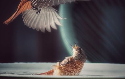 Close-up of a bird