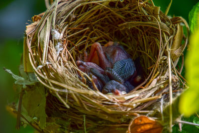 High angle view of bird in nest