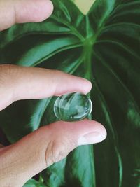 Close-up of cropped hand holding plant