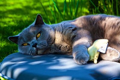 Close-up portrait of cat lying down