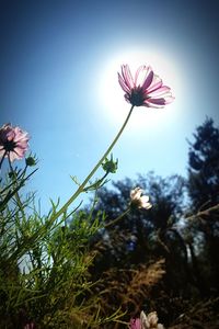 Low angle view of pink flowering plant against sky