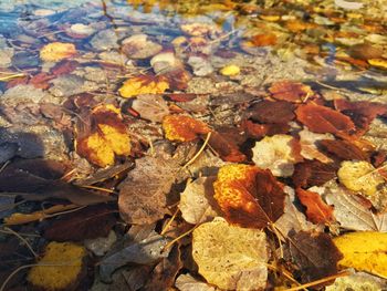 Full frame shot of dry autumn leaves fallen on ground