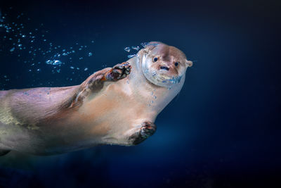 Low section of woman swimming in sea