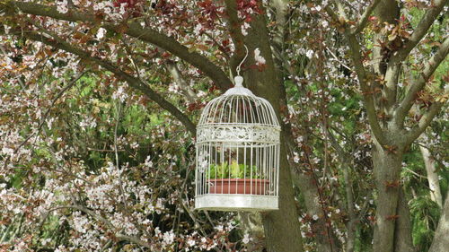 View of bird in cage hanging from tree