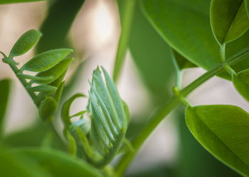 Close-up of fresh green leaves