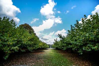 Trees on field against sky