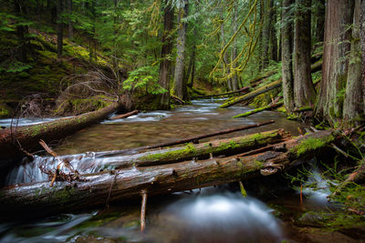 Stream amidst trees in forest