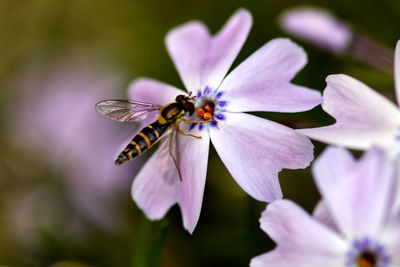 Close-up of butterfly pollinating on purple flower