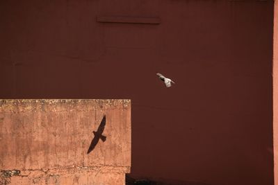 Pigeon flying against wall