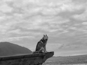 Dog looking away by sea against sky