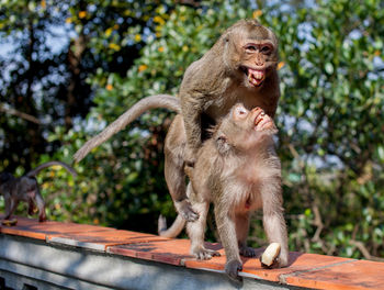 Two macaque monkeys mating on a fence