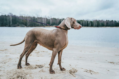 Dog looking away on beach