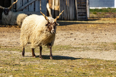 Sheep grazing on field