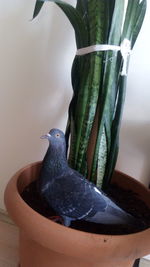 Close-up of bird perching on potted plant