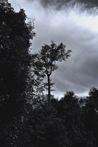 Low angle view of trees against cloudy sky