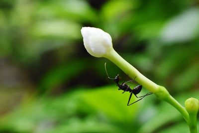 Close-up of insect on flower