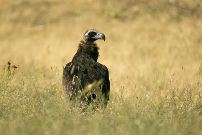 Bird looking away on field