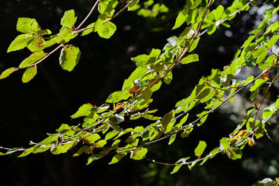 Close-up of green leaves on tree