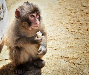 Portrait of monkey sitting outdoors